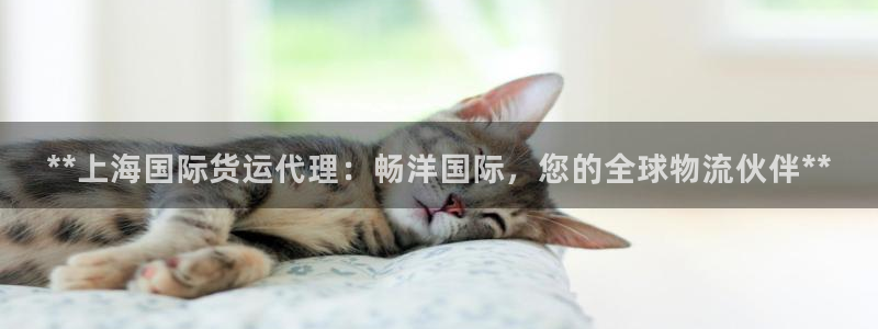 尊龙凯时人生就是搏·(中国)官网：**上海国际货运代理：